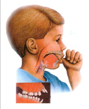 DENTOFACIAL DEVELOPMENT